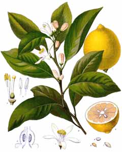 The Lemon Plant