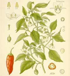 Capsicum